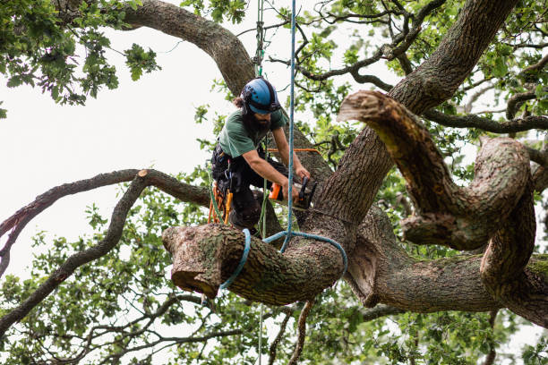 Best Seasonal Cleanup (Spring/Fall)  in Richwood, LA