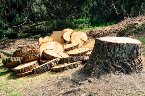 How Our Tree Care Process Works  in  Richwood, LA